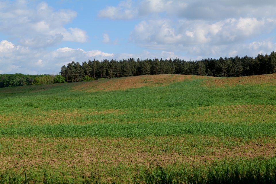 Field in Wichmannsdorf 2021-05-29 03
