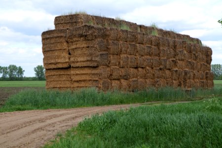Field in Nauen 2020-05-15 19