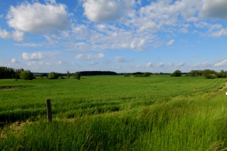 Field in SAC Kronhorst-Groß Fredenwalde 2021-05-29 16