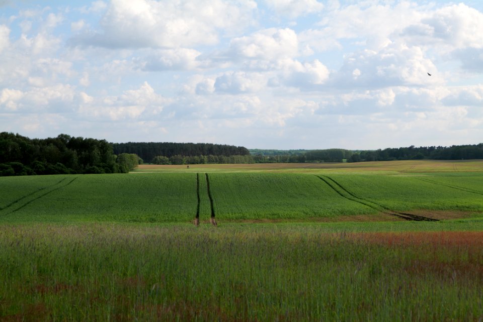 Field in SAC Kronhorst-Groß Fredenwalde 2021-05-29 02