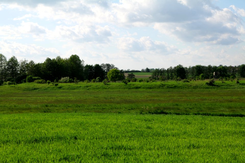 Field in SAC Kronhorst-Groß Fredenwalde 2021-05-29 10