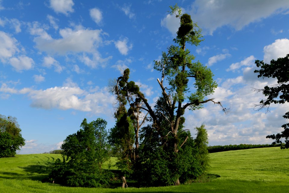 Field in SAC Kronhorst-Groß Fredenwalde 2021-05-29 21