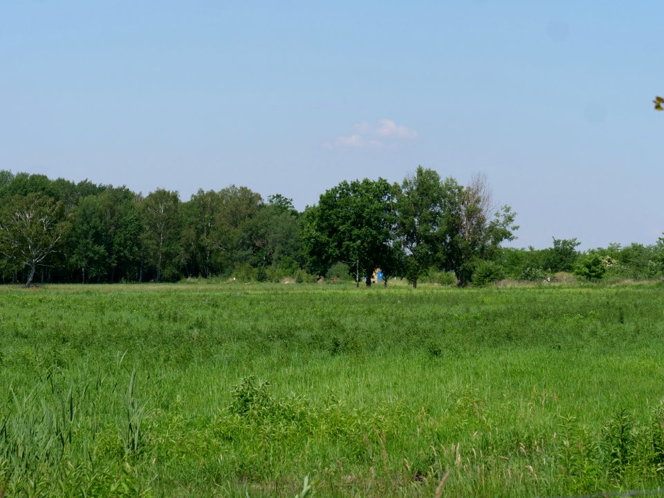 Field near Haidemühl 2019-06-05 07