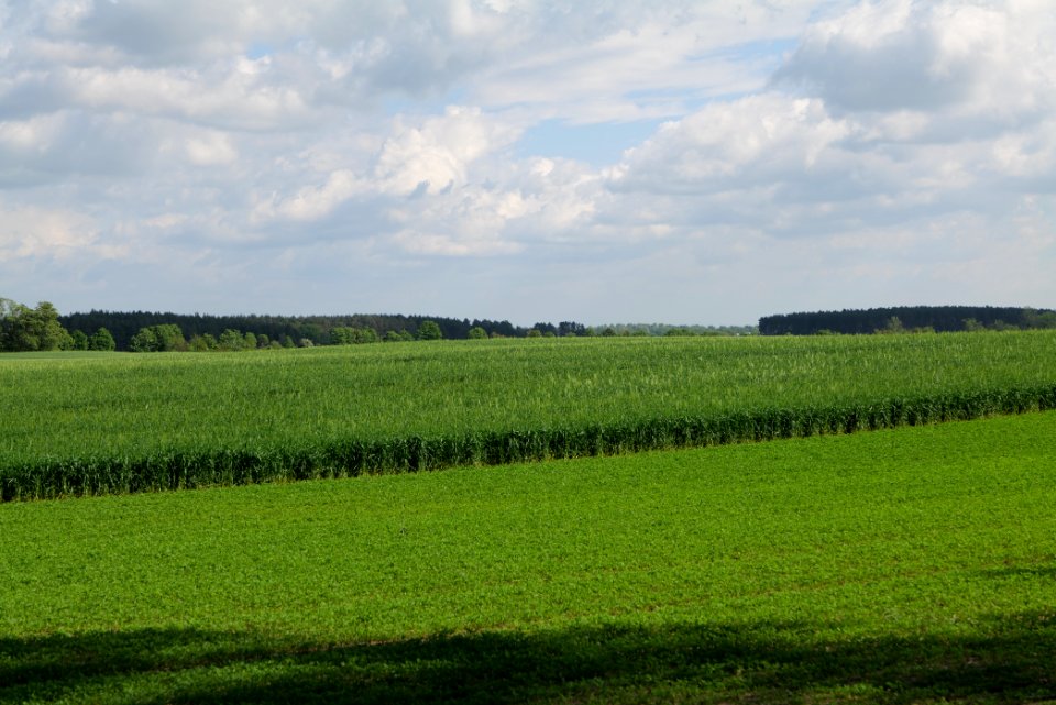Field in Wichmannsdorf 2021-05-29 08