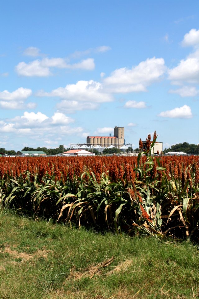 Field in Wynne, Arkansas 1