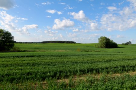 Field in SAC Kronhorst-Groß Fredenwalde 2021-05-29 12