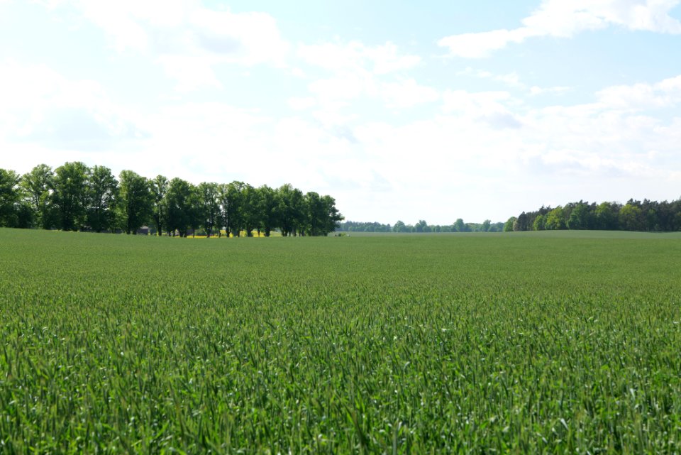 Field in Wichmannsdorf 2021-05-29 24