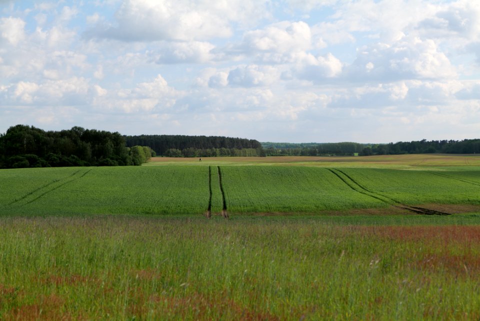 Field in SAC Kronhorst-Groß Fredenwalde 2021-05-29 01
