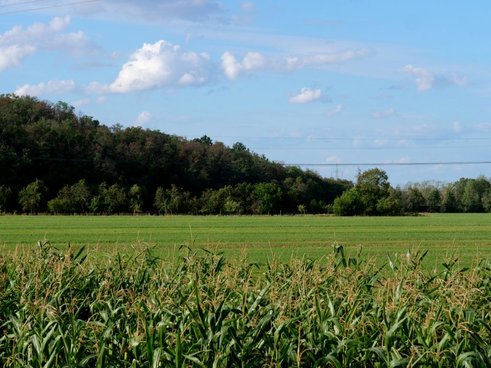Field near Kieritzsch 2019-08-10 10