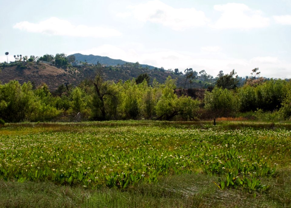 Field of Anemopsis californica