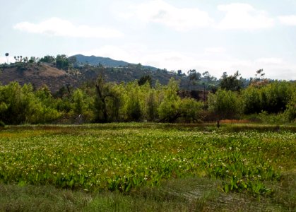 Field of Anemopsis californica