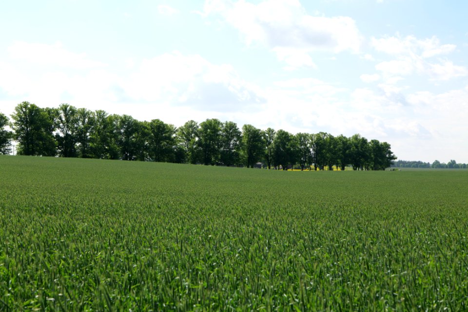 Field in Wichmannsdorf 2021-05-29 23