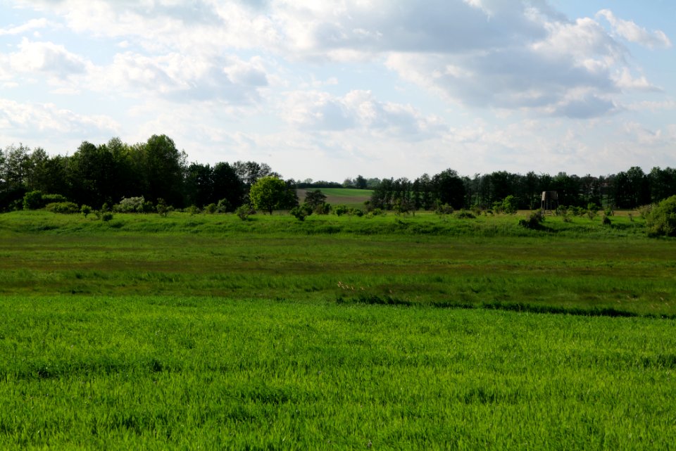 Field in SAC Kronhorst-Groß Fredenwalde 2021-05-29 07