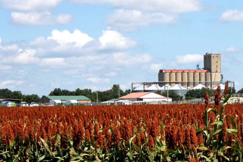 Field in Wynne, Arkansas 2