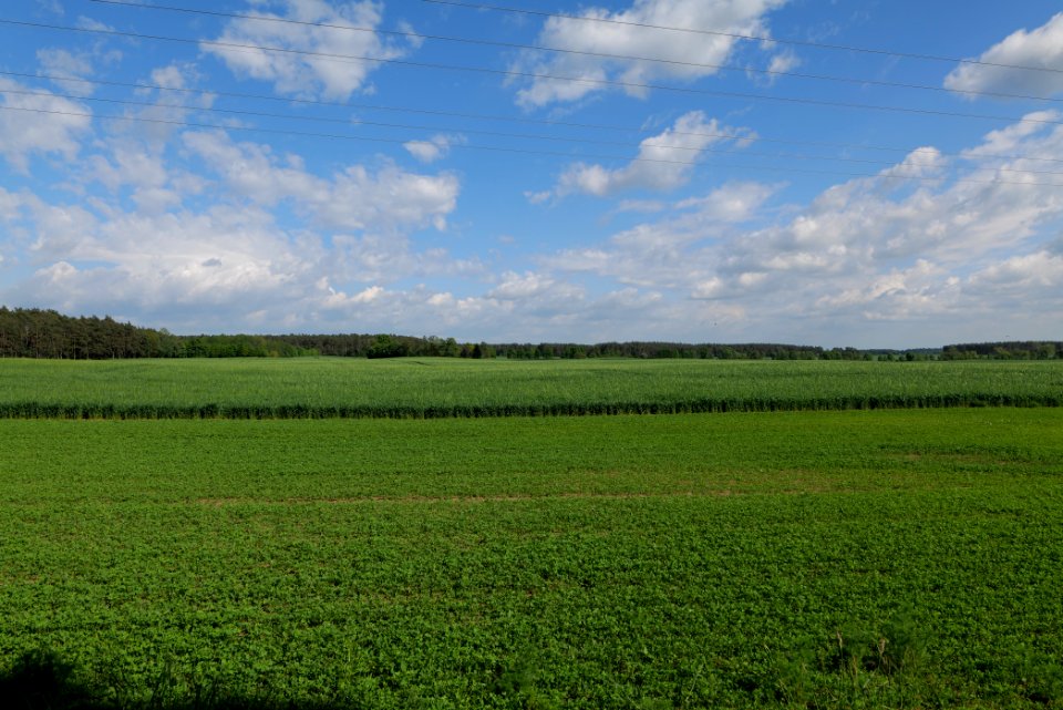 Field in Wichmannsdorf 2021-05-29 13