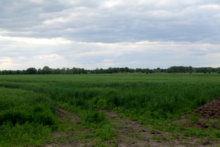 Field in Nauen 2020-05-15 25