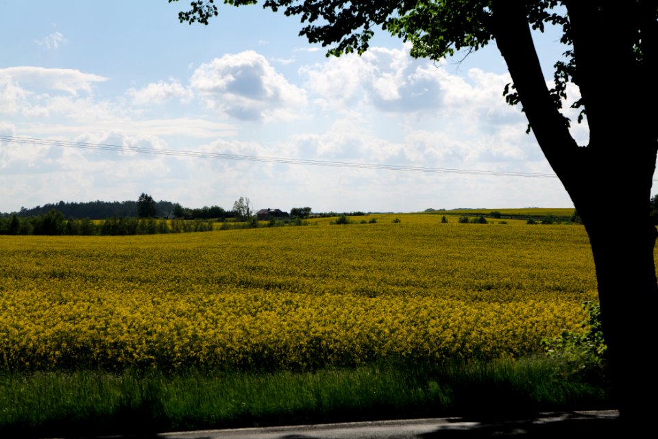 Field in Wichmannsdorf 2021-05-29 26