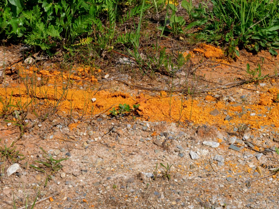 Field near Haidemühl 2019-06-05 03
