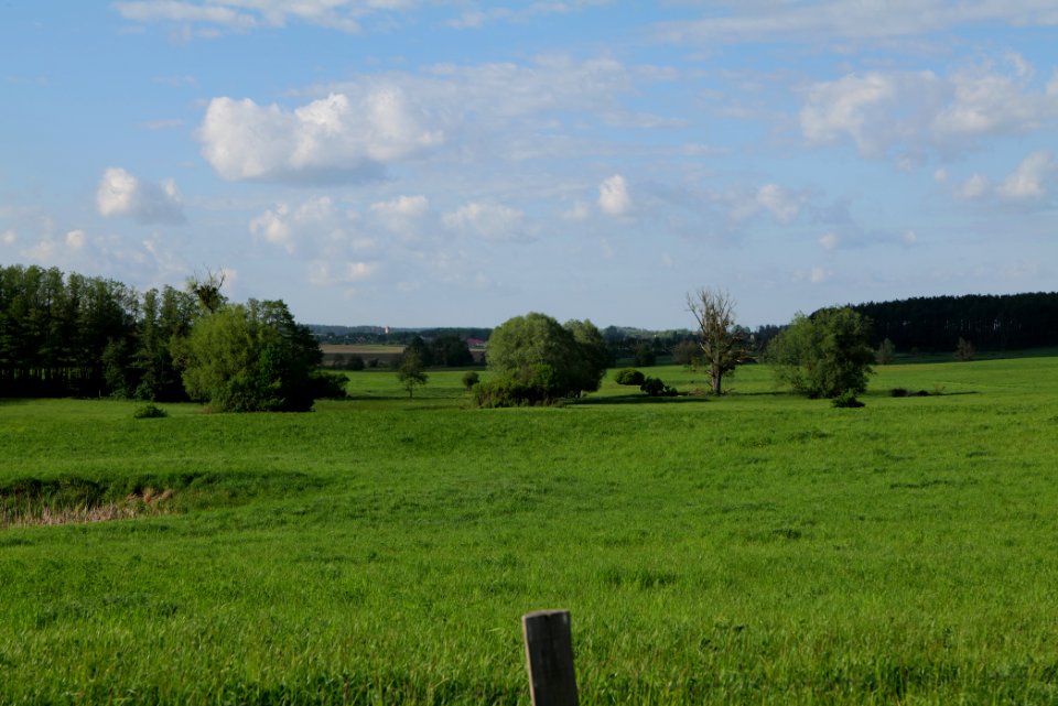 Field in SAC Kronhorst-Groß Fredenwalde 2021-05-29 18