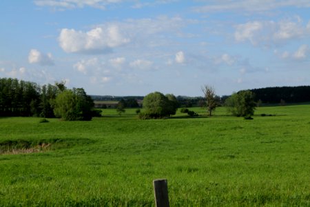 Field in SAC Kronhorst-Groß Fredenwalde 2021-05-29 18