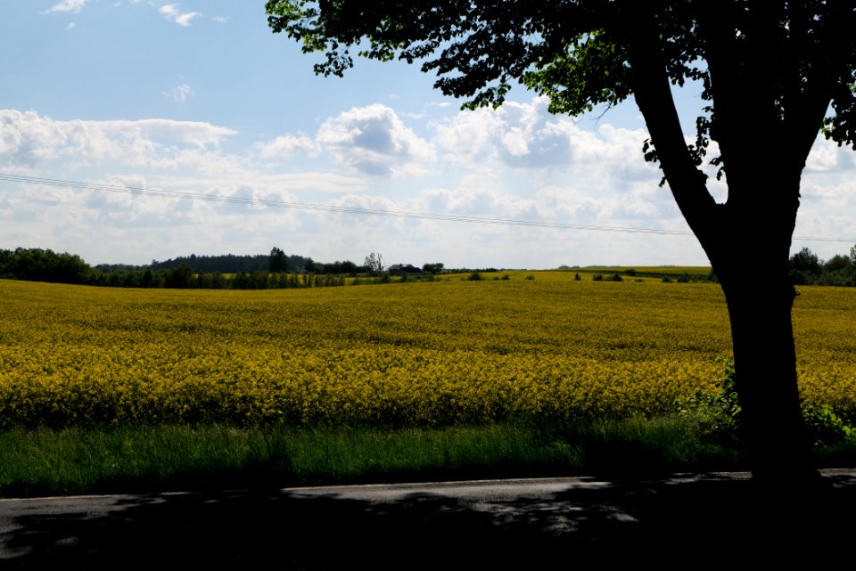 Field in Wichmannsdorf 2021-05-29 27