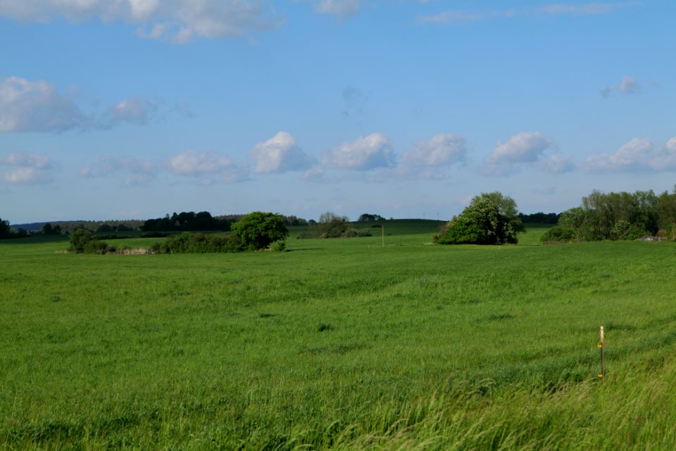 Field in SAC Kronhorst-Groß Fredenwalde 2021-05-29 17