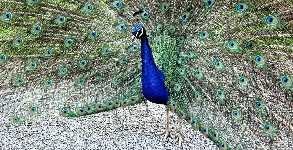 Feather vanity iridescent