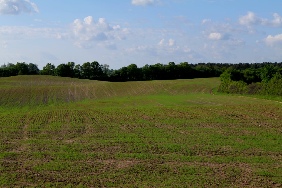 Field in SAC Kronhorst-Groß Fredenwalde 2021-05-29 29