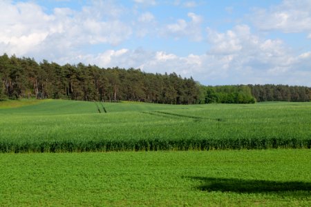 Field in Wichmannsdorf 2021-05-29 09