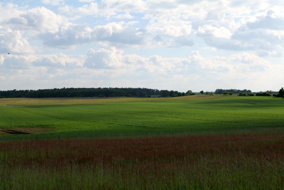 Field in SAC Kronhorst-Groß Fredenwalde 2021-05-29 03