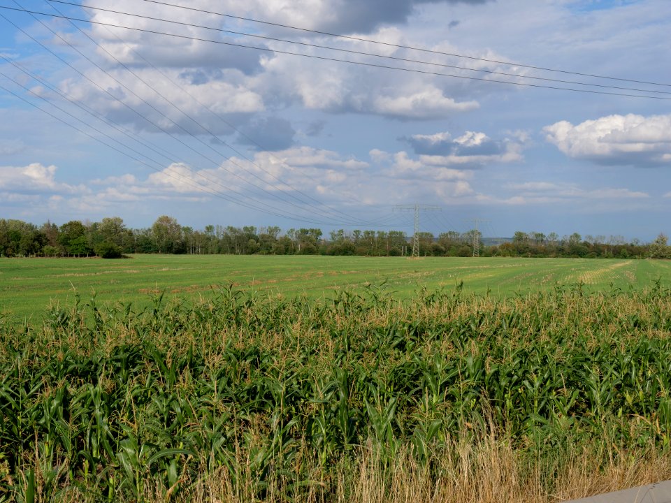 Field near Kieritzsch 2019-08-10 08