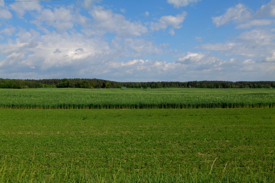 Field in Wichmannsdorf 2021-05-29 21