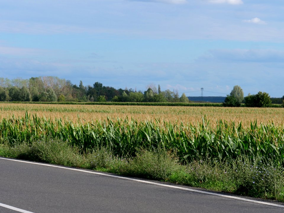 Field near Kieritzsch 2019-08-10 03