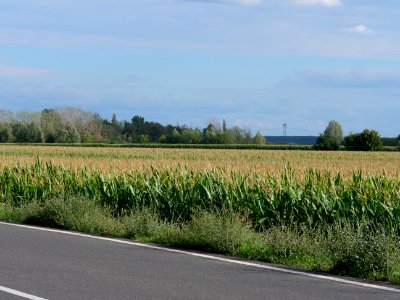 Field near Kieritzsch 2019-08-10 03