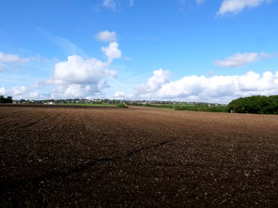 Field near Scheidbaum 01