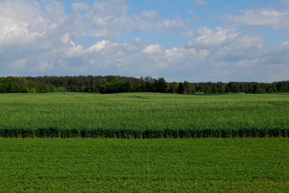 Field in Wichmannsdorf 2021-05-29 12