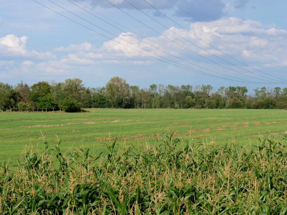 Field near Kieritzsch 2019-08-10 07
