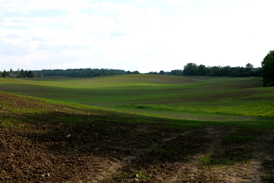 Field in SAC Kronhorst-Groß Fredenwalde 2021-05-29 23