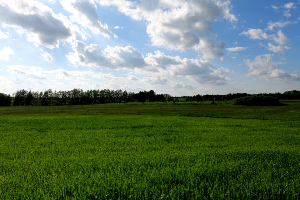 Field in SAC Kronhorst-Groß Fredenwalde 2021-05-29 11