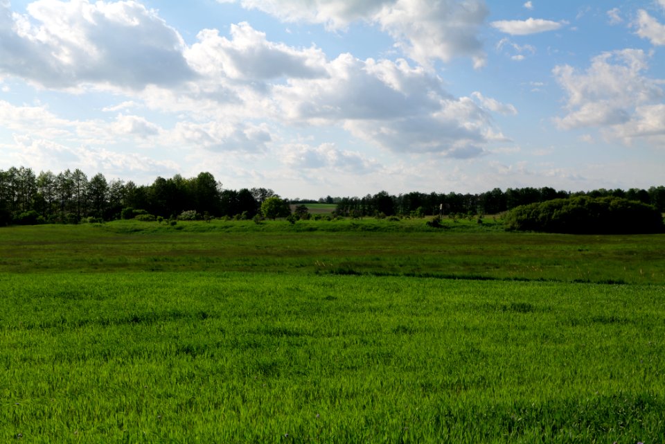Field in SAC Kronhorst-Groß Fredenwalde 2021-05-29 08