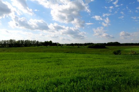 Field in SAC Kronhorst-Groß Fredenwalde 2021-05-29 09