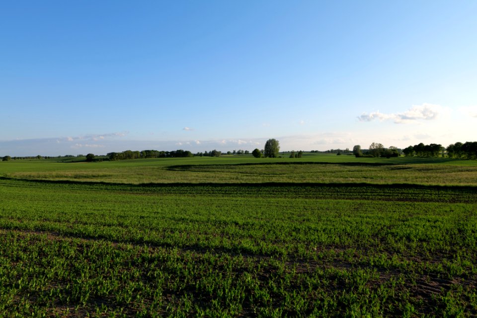 Field in Temmen-Ringenwalde 2021-05-29 07