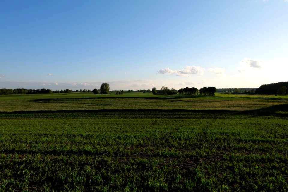 Field in Temmen-Ringenwalde 2021-05-29 01