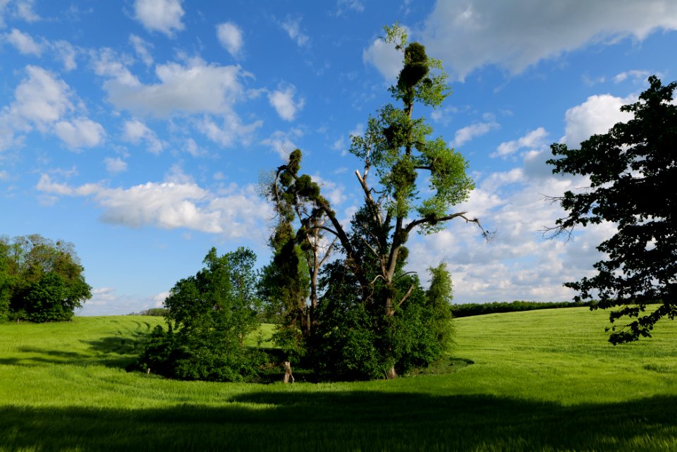 Field in SAC Kronhorst-Groß Fredenwalde 2021-05-29 20