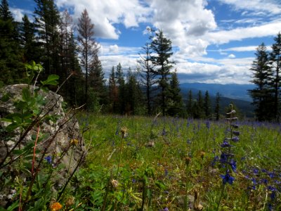 Field of Wildflowers in Wrinkly Face Provincial Park photo