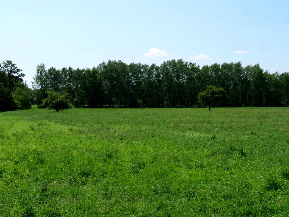 Field near Haidemühl 2019-06-05 05