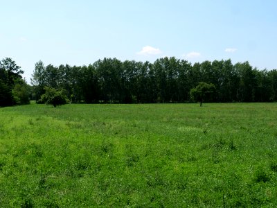 Field near Haidemühl 2019-06-05 05