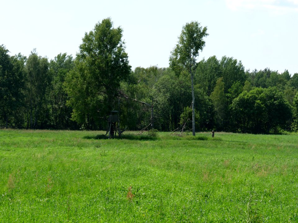 Field near Haidemühl 2019-06-05 01