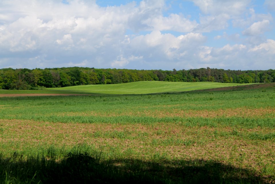 Field in Wichmannsdorf 2021-05-29 01