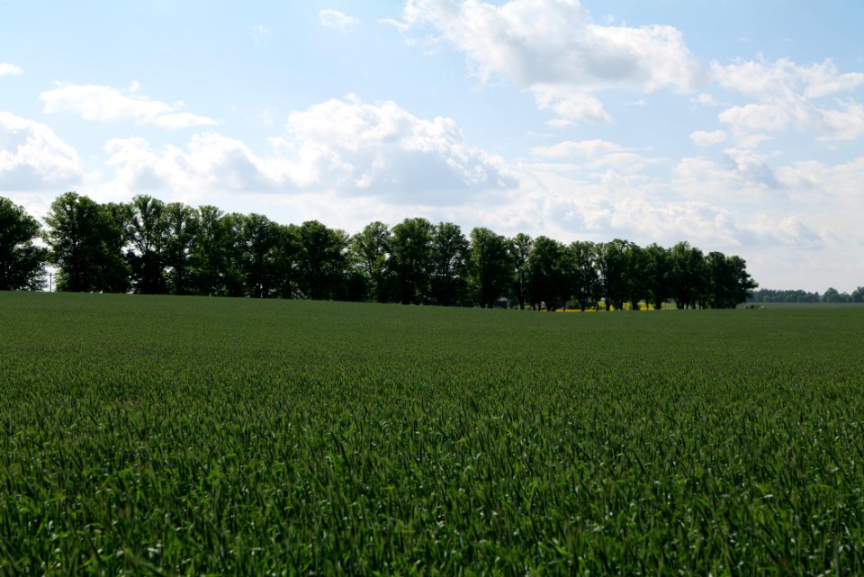 Field in Wichmannsdorf 2021-05-29 22